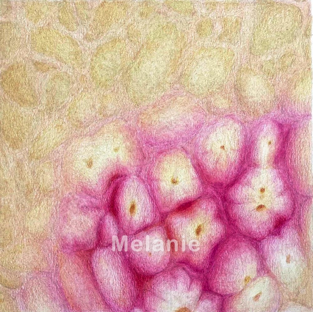 Fruit Skin 4